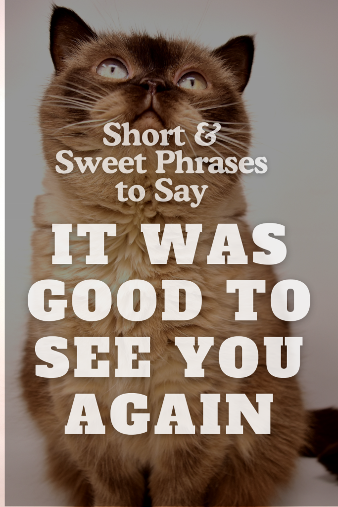 image of a cat with overlay text ''short and sweet phrases to say it was good to see you again'